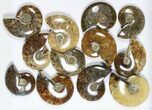 Lot: KG Madagascar Polished Ammonites (-) - Pieces #79355-1